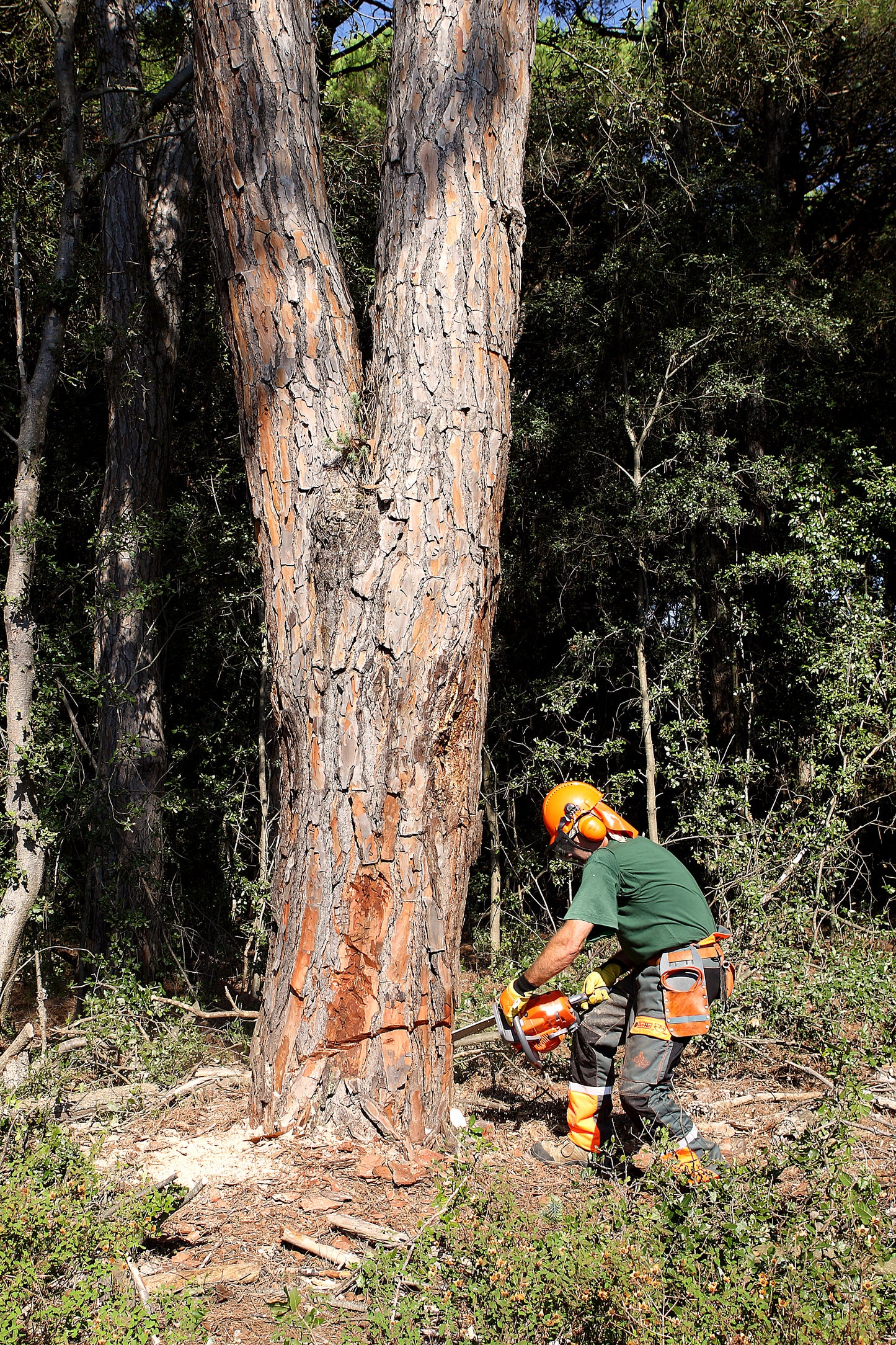 Oleo-Mac - 3.5KW Chainsaw - OM GS 650