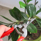Red Rhino - Pruning Shears - Flower